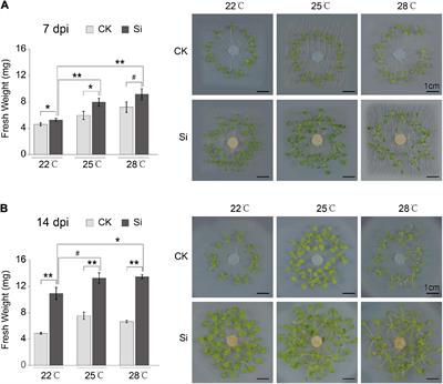 High Ambient Temperature Regulated the Plant Systemic Response to the Beneficial <mark class="highlighted">Endophytic Fungus</mark> Serendipita indica